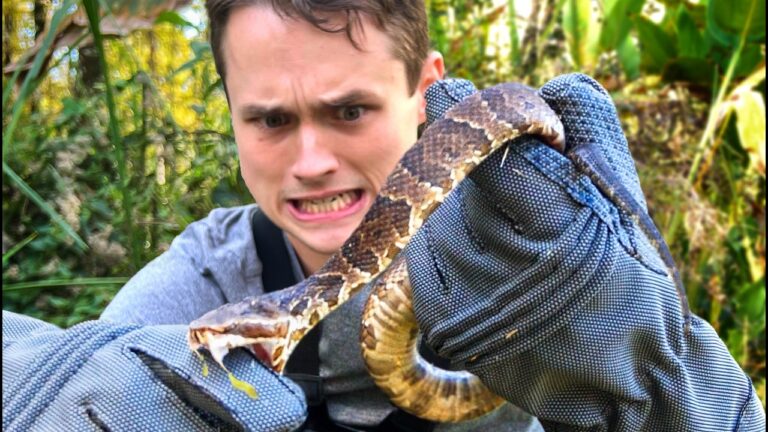 Man in gloves holding a brown striped snake close to the camera in a jungle setting, with a fearful expression on his face.