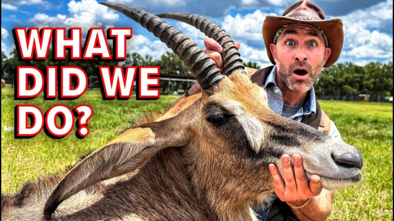 Surprised man in a cowboy hat holding a large goat by its horns in a grassy field; bold red text reads ‘WHAT DID WE DO?’ on the left side.