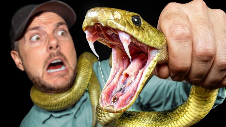 Man with cap screams in shock as a large snake is opened by the jaws, fangs visible against a dark background.