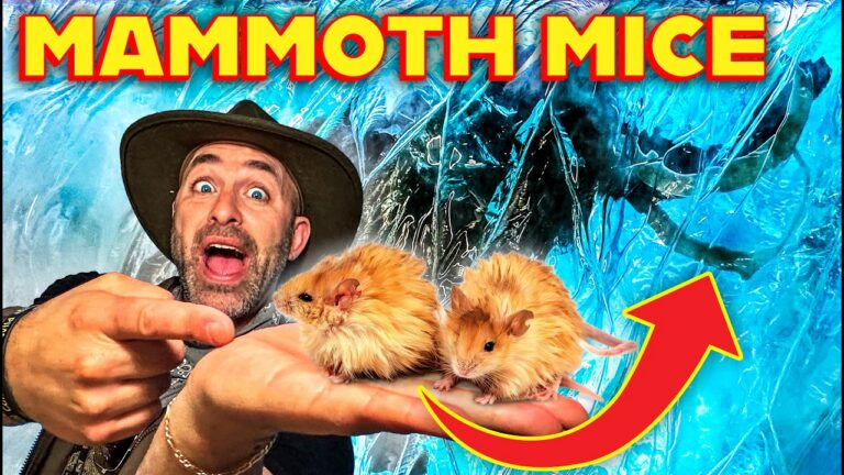 Man in a hat holds two fluffy hamsters on his open palm, with a blue plastic background and a bold yellow‑red 'MAMMOTH MICE' title across the top.