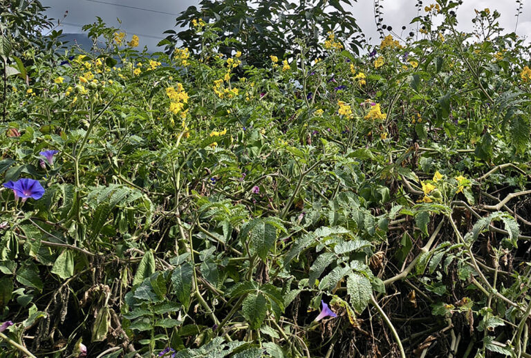 a clump of leaves, parts of wild tomatoes