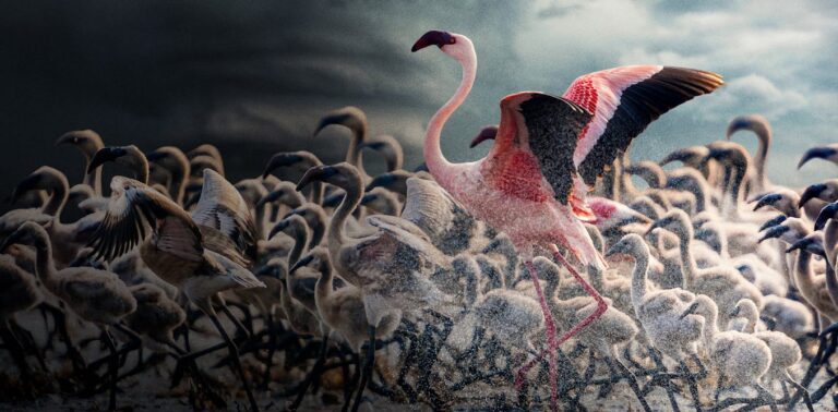 Force of Nature shows how extreme weather pushes wildlife to its limits