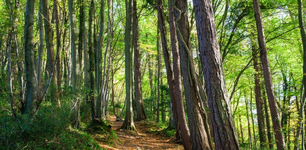 why British trees are shedding branches and dying