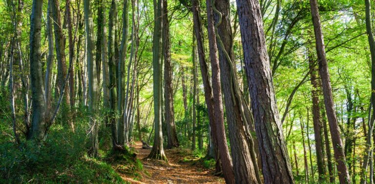 why British trees are shedding branches and dying