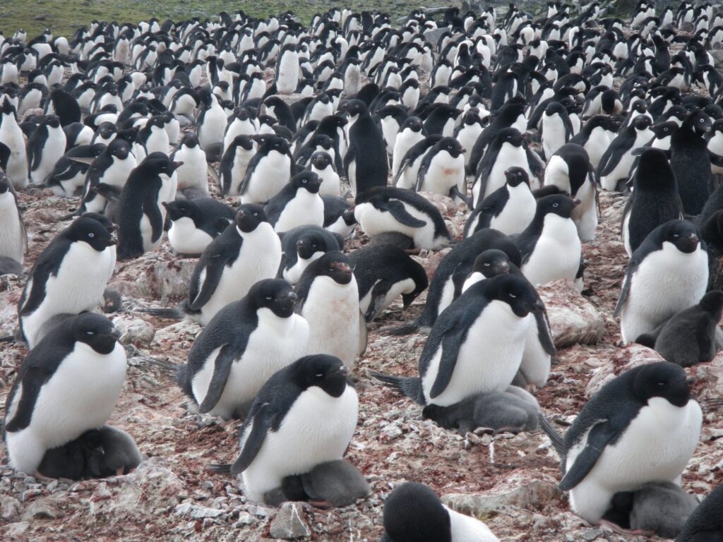 Nesting Adélie penguins on Antarctica