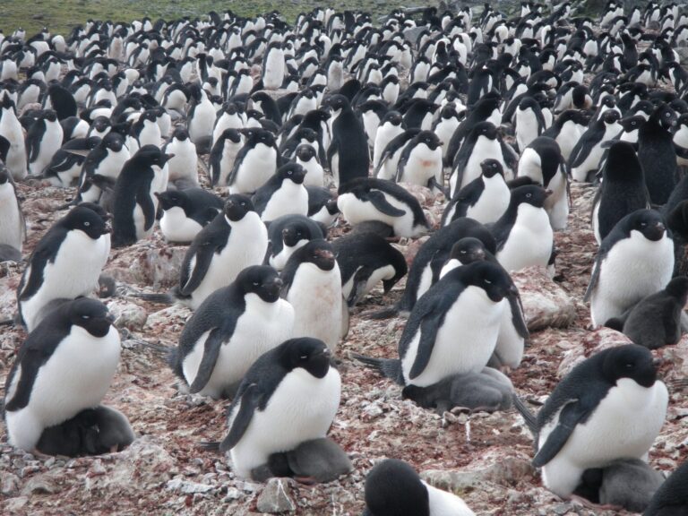 Nesting Adélie penguins on Antarctica