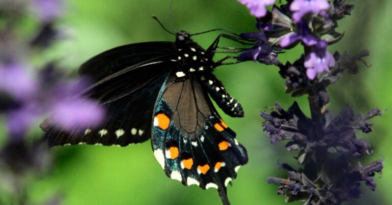 Clean energy construction project at UC Berkeley threatens native butterfly habitat