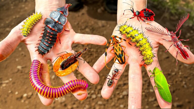 Two hands show a collection of colorful insects: yellow spiky caterpillar, orange beetle, red bug, green leaf insect, and more.