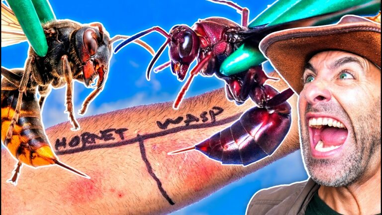 Man wearing a brown hat screams as two oversized insects—one hornet and a red ant—loom toward his forearm scribbled with a bold line and text.