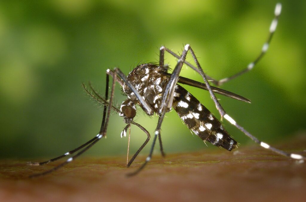 A close-up image of a mosquito with a black body marked by distinctive white spots and stripes, including a single white stripe down the length of its thorax, perched on human skin. Its long, thin legs, banded in black and white, extend outward, and its proboscis is inserted into the skin