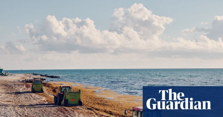‘A new normal’: Miami faces worsening seaweed problem as piles of algae wash up on beaches | Miami