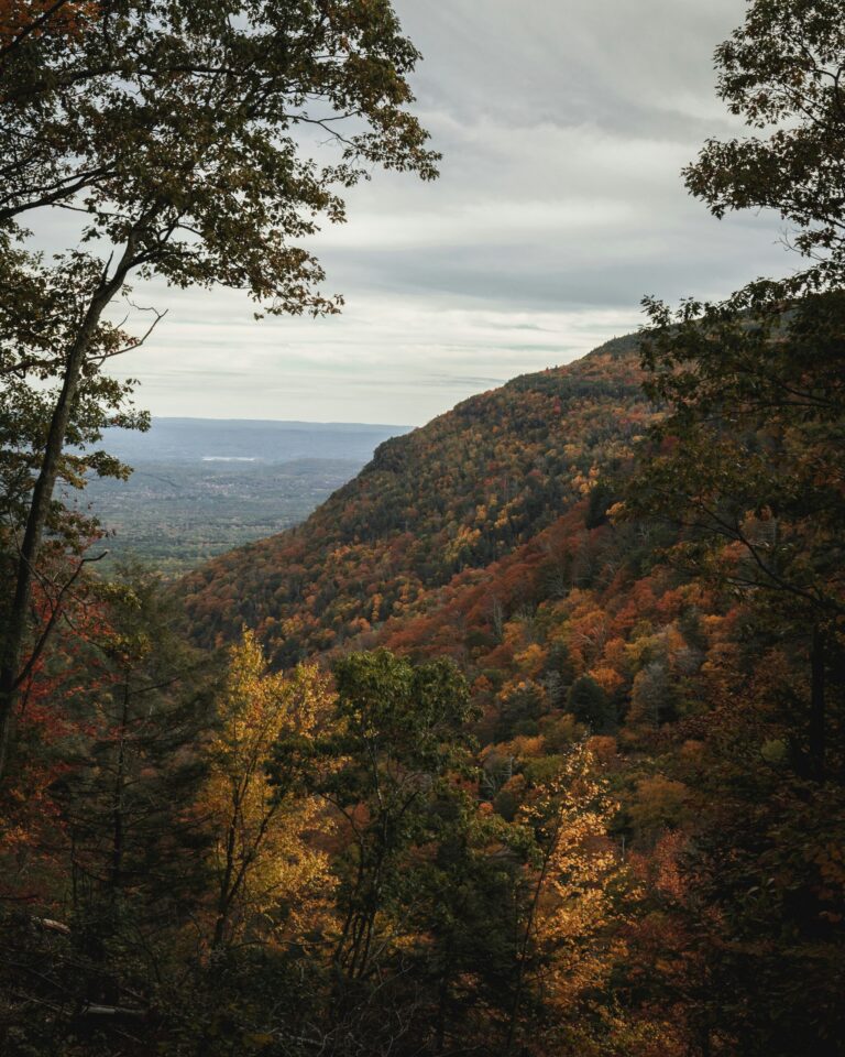 The Regional Greenhouse Gas Initiative: Collective Action Pays Dividends