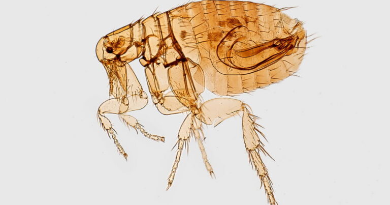 Typhus cases continue to tick up in LA County. Here's how you can protect yourself