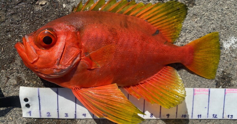 Sharks, sea snakes and weird fish: El Niño brings unusual marine life to Southern California