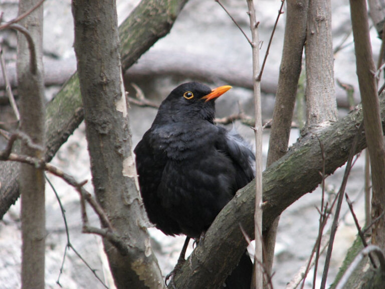 Scientists discover the key ingredients that make birdsong pretty
