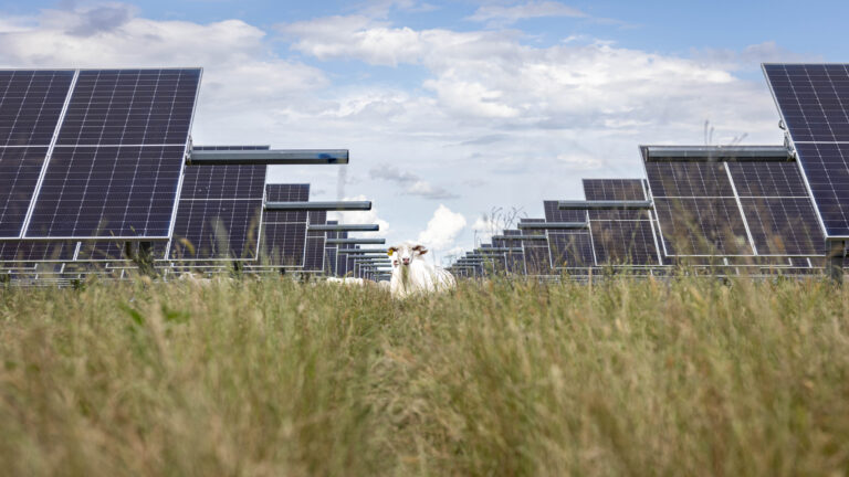 Sheep graze around solar panels in Saltillo, Texas, on May 28. Credit: Angela Piazza/The Dallas Morning News via Getty Images