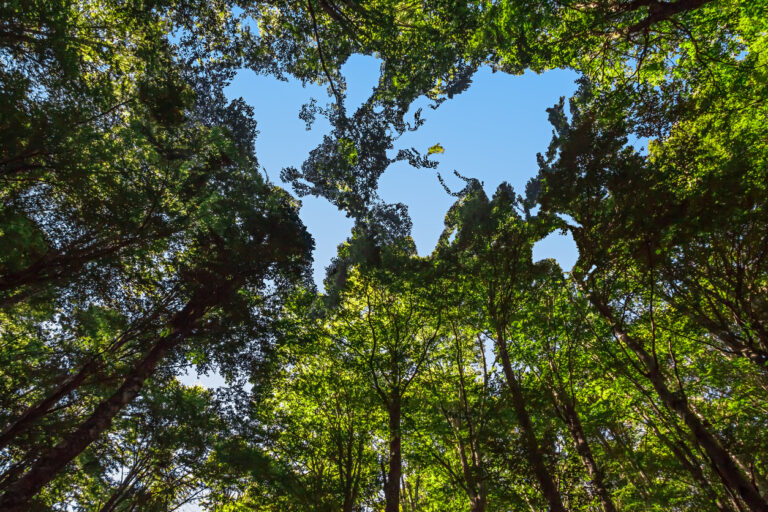 The Canopy of this Forest has a Hole Shaped like a World Map