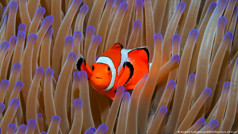 96% of world's coral reefs face critical risk of collapse