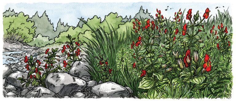 Discover the Scarlet Monkeyflowers Rapid Evolution in Climate Change - Creation Covenant Alliance Meet the flower whose evolution is outpacing climate change