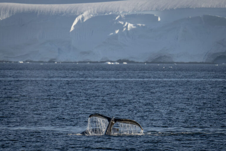 A humpback whale surfaces in Antarctic waters on Feb. 4. Credit: Sebnem Coskun/Anadolu via Getty Images
