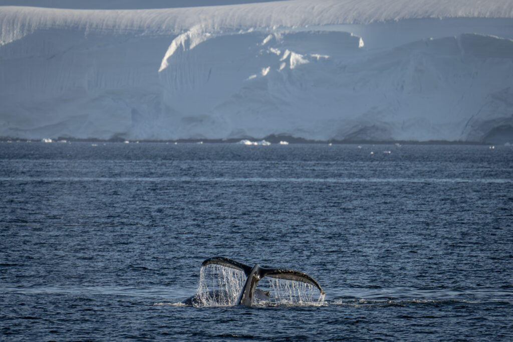 A humpback whale surfaces in Antarctic waters on Feb. 4. Credit: Sebnem Coskun/Anadolu via Getty Images