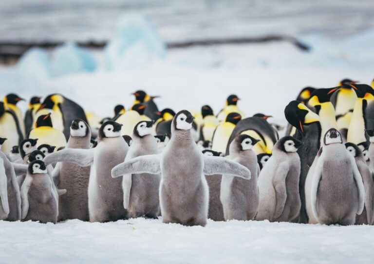 An extensive list of best nature documentaries to watch, from the iconic Life on Earth to new releases | Discover Wildlife